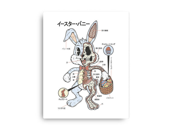 Easter Bunny Anatomy