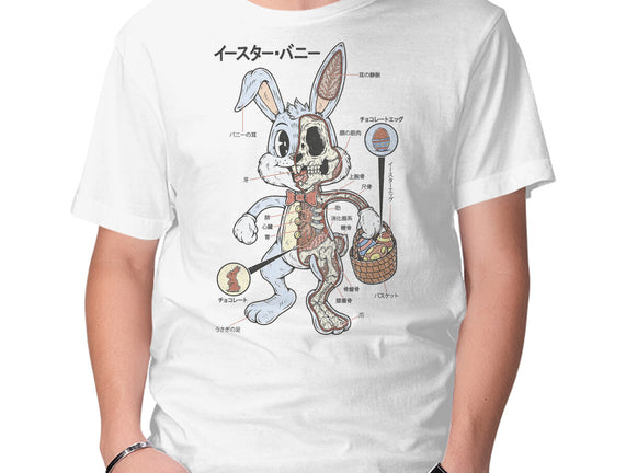 Easter Bunny Anatomy