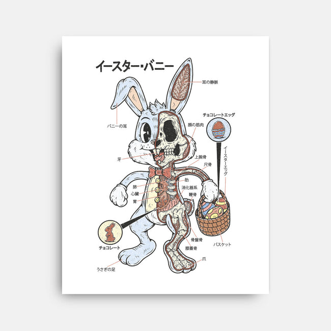 Easter Bunny Anatomy-None-Stretched-Canvas-Firebrander