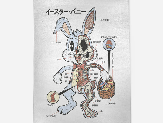 Easter Bunny Anatomy